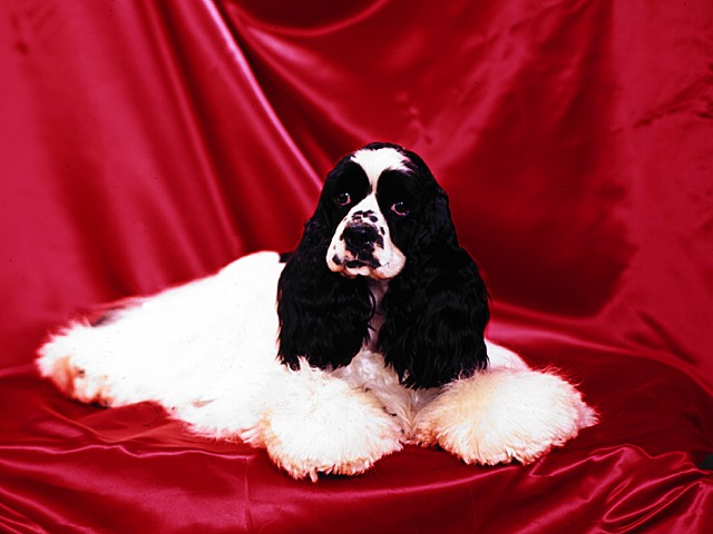Champion Bobtail's Suzy Q
